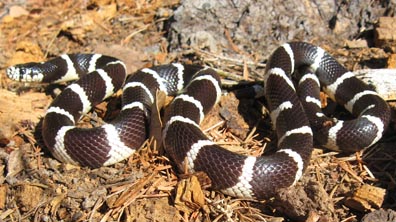California Kingsnake